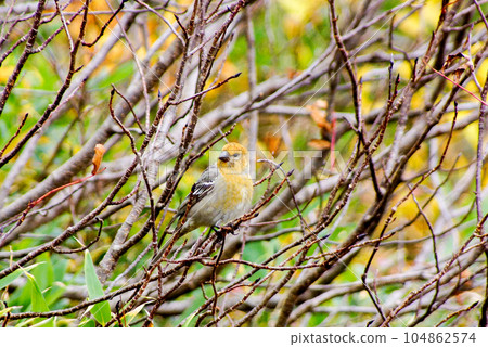 ginzan mashiko in the branch ginzan mashiko in the branch 104862574