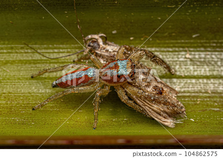 Small Jumping Spider Animal Small Jumping Spider Animal 104862575