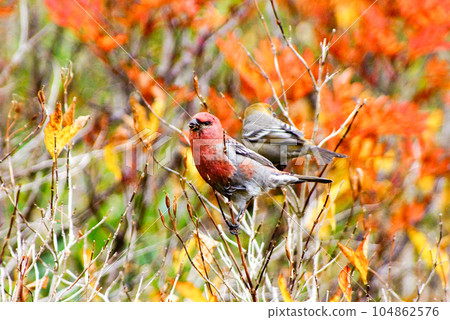 Ginzan Mashiko Couple Ginzan Mashiko Couple 104862576