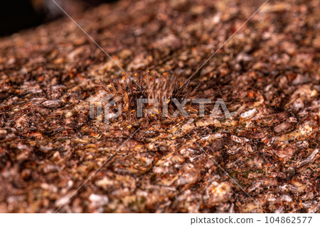 Small Beetle Larva 104862577