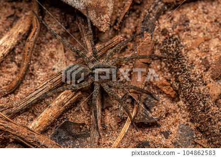 Small Wolf Spider 104862583