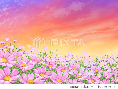 Cosmos field and sunset Cosmos field and sunset 104862618