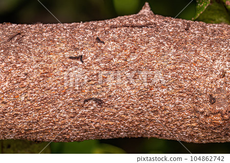 Citrus Snow Scale Insect Citrus Snow Scale Insect 104862742