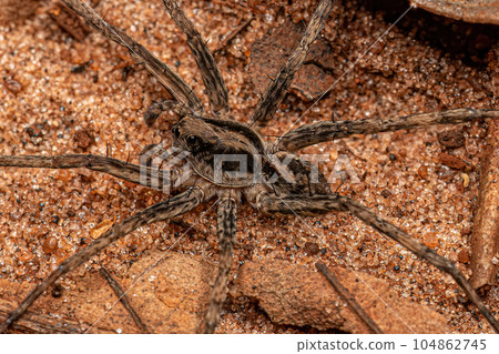 Small Wolf Spider 104862745