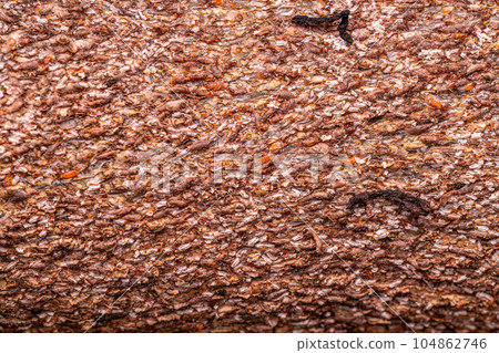 Citrus Snow Scale Insect 104862746