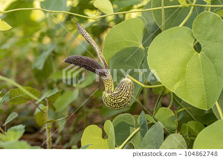 Birthwort Plant Flower 104862748