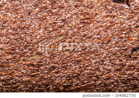 Citrus Snow Scale Insect 104862750