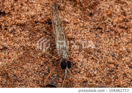 Adult Caddisfly Insect 104862753