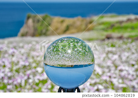 [Taisei Burial Mounds Observatory (Hamadaikon flower in full bloom) (Crystal ball)] Taisei Takeno, Kyotango City, Kyoto Prefecture 104862819