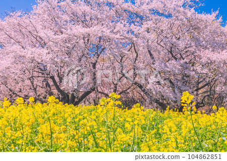 Rape blossoms and cherry blossom trees shining against the blue sky Showa Memorial Park Rape blossoms and cherry blossom trees shining against the blue sky Showa Memorial Park 104862851