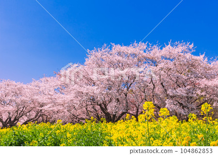 昭和紀念公園藍天映襯下的油菜花和櫻花樹 昭和紀念公園藍天映襯下的油菜花和櫻花樹 104862853
