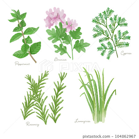 香草芳香套裝 104862967