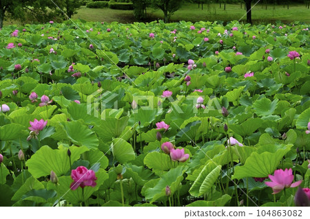 Ancient Lotus Blooms Gyoda City Ancient Lotus Village 104863082