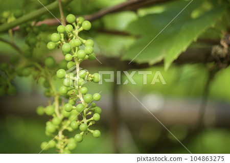 Grape bunch at the stage of formation. Small green berries are visible. 104863275