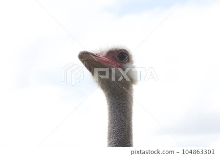 The head of an ostrich against the sky. Close-up. 104863301