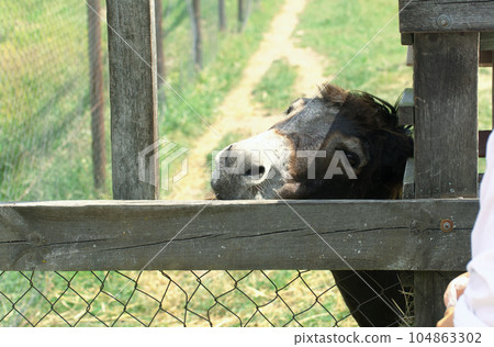Donkey in an aviary. Close-up. 104863302