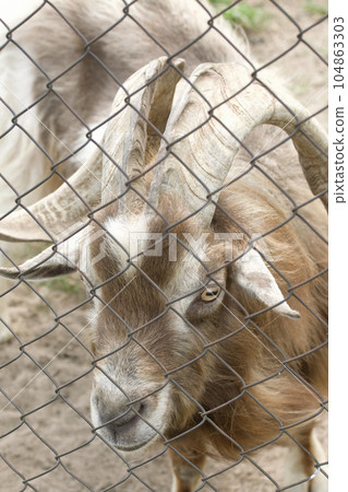 Mountain goat with curled horns. In the zoo enclosure. Close-up. Mountain goat with curled horns. In the zoo enclosure. Close-up. 104863303