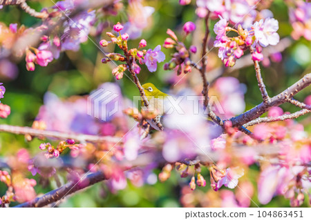 棲息在河津櫻花上的白眼 104863451