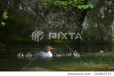 川菜父母和子女 104863525