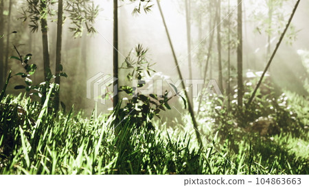 Lanscape of bamboo tree in tropical rainforest 104863663
