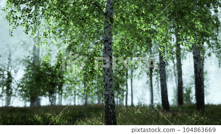 The last rays of the sun filter through the birch forest The last rays of the sun filter through the birch forest 104863669