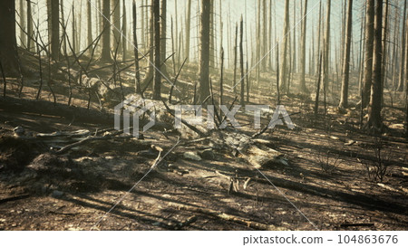 Forest fire in the afternoon 104863676