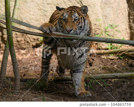 東北虎幼崽（1.5歲）玩劈竹子 104863759