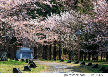 北海道新日高町櫻花盛開的櫻花公園(大舞馬公園)【4月】 北海道新日高町櫻花盛開的櫻花公園(大舞馬公園)【4月】 104863770