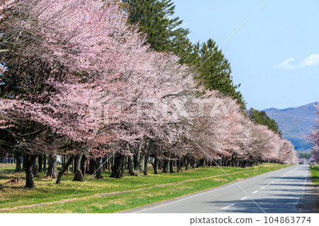 北海道新日高市二十間道路兩旁種植著約 2,200 棵櫻花樹 [4 月] 104863774