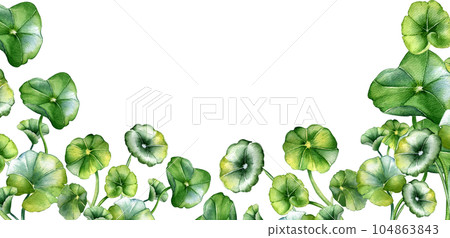 Board of centella asiatica, herbal plants watercolor illustration isolated on white. Pennywort, gotu kola, rounded leaves banner hand drawn. Design for package, label, herbal plants background Board of centella asiatica, herbal plants watercolor illustration isolated on white. Pennywort, gotu kola, rounded leaves banner hand drawn. Design for package, label, herbal plants background 104863843