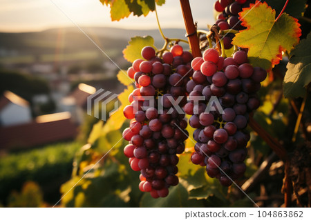 Landscape with the famous Muscat grape in a French vineyards. Black grapes ready to be harvested. AI Generative 104863862