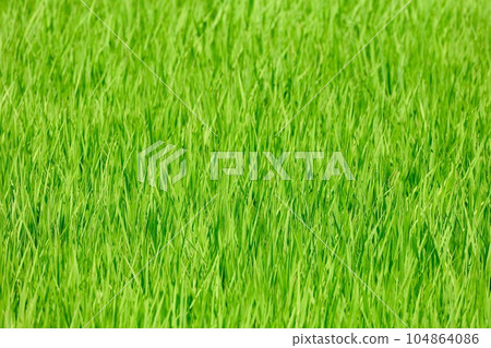 Midsummer Paddy Field 104864086