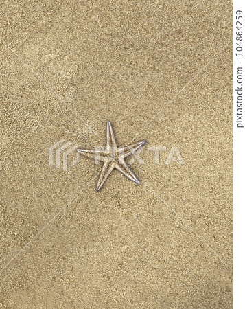 starfish found on the beach starfish found on the beach 104864259