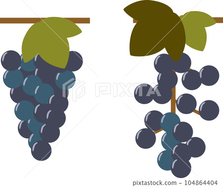 Mountain grapes 104864404