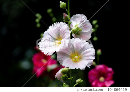 Aoi's flower 104864439