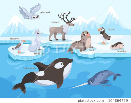 Arctic and North Animal on Ice Plate and Swimming Vector Illustration 104864759