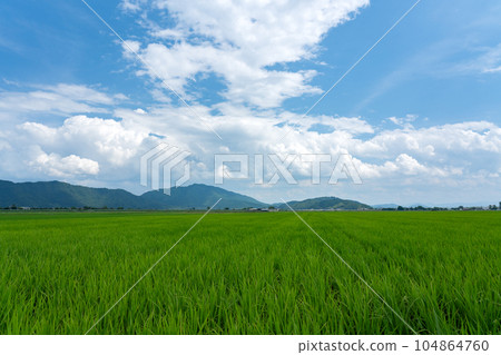 Onaka reclaimed land and paddy rice in the midsummer season Onaka reclaimed land and paddy rice in the midsummer season 104864760