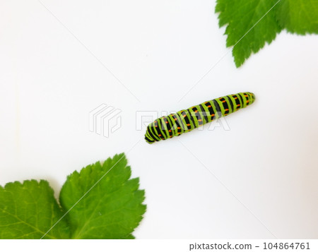 Swallowtail butterfly Swallowtail butterfly Swallowtail butterfly butterfly larvae Swallowtail butterfly Swallowtail butterfly Swallowtail butterfly butterfly larvae 104864761