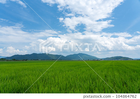 Onaka reclaimed land and paddy rice in the midsummer season Onaka reclaimed land and paddy rice in the midsummer season 104864762