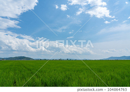 Onaka reclaimed land and paddy rice in the midsummer season Onaka reclaimed land and paddy rice in the midsummer season 104864763