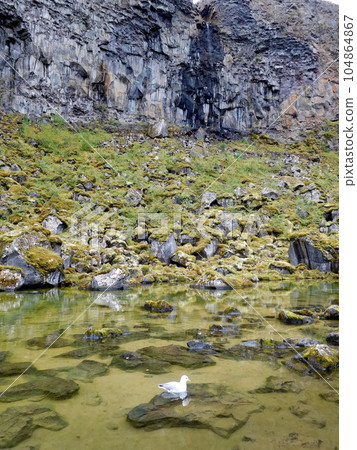Iceland Summer Ausbirgi Valley Seagulls Iceland Summer Ausbirgi Valley Seagulls 104864867
