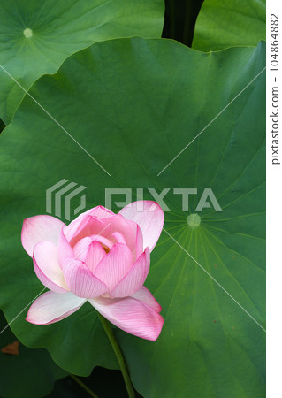 Oga Ren Tamaru Castle Ruins 104864882