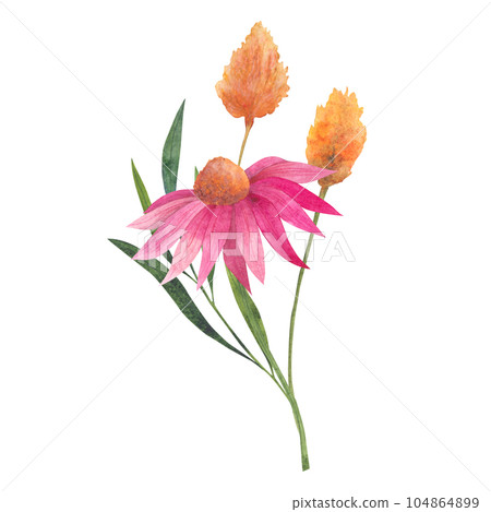 Dried Flower Bouquet Isolated On White Background Stock Photo