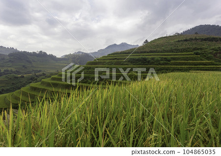Green terraced rice fields in the rainy season at Mu Cang Chai, Yen Bai, Vietnam 104865035
