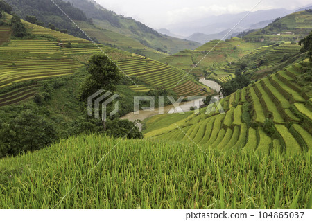 Green terraced rice fields in the rainy season at Mu Cang Chai, Yen Bai, Vietnam 104865037