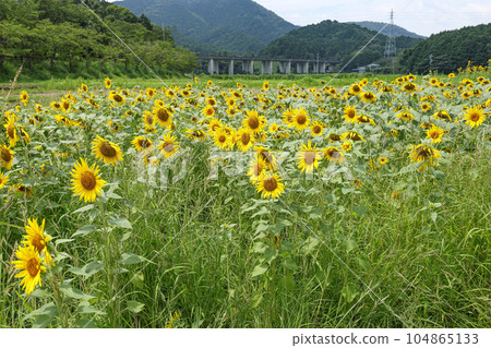 Himawari Tamakicho 104865133