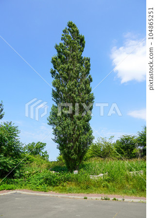 Poplar tree at Teine Yamaguchi Grasshopper Mound 104865251