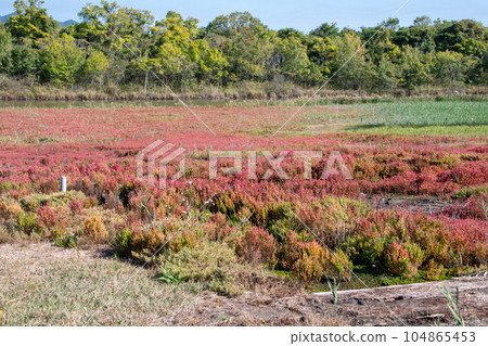 Wild Salicornia in Yorishima-cho, Asakuchi City, Okayama Prefecture Wild Salicornia in Yorishima-cho, Asakuchi City, Okayama Prefecture 104865453