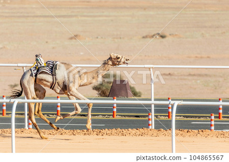 Camel racing for the king's cup, Al Ula, Saudi Arabia 104865567