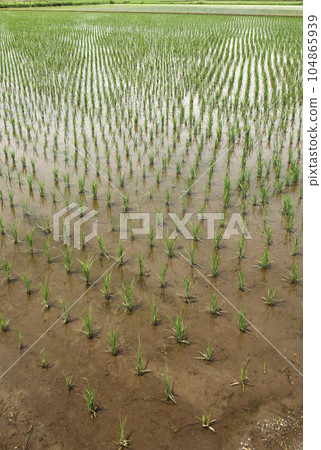 Paddy field Paddy field 104865939
